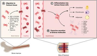 Macrophages—bone marrow mesenchymal stem cells crosstalk in bone healing